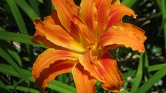 Plants Flowers orange flowers