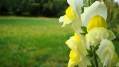 Plants Flowers outdoors blurred yellow flowers white Green
