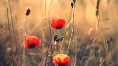Plants Flowers Puppies sunlight outdoors red flowers Poppies