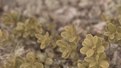 Plants forests cowberry multiscreen