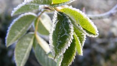 Plants frosty