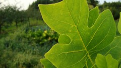 Plants Garden leaves
