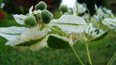 Plants Garden leaves