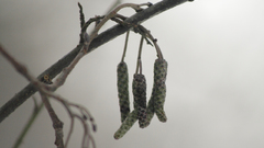 Plants grayscale flower
