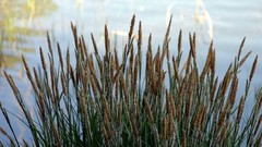 Plants Lake augalai ezero