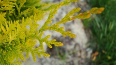 Plants leaves blurred nature outdoors