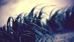 Plants leaves color correction grass