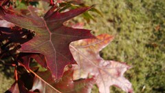 Plants leaves fall red blurred outdoors