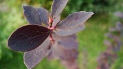 Plants leaves Garden