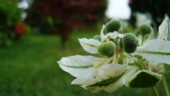 Plants leaves Green blurred outdoors Garden