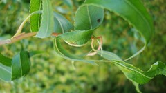 Plants leaves Green macro branch blurred outdoors