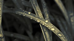 Plants leaves water drops