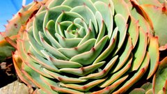 Plants liveforever flower