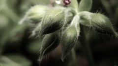 Plants macro