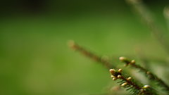 Plants macro buds flower