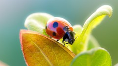 Plants macro depth of