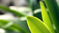 Plants macro depth of