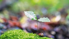 Plants macro depth of