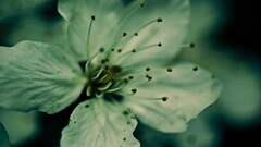 Plants macro Flowers