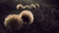 Plants macro Flowers outdoors