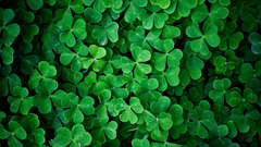 Plants macro Green Clovers leaves