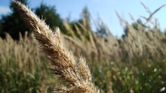 Plants macro outdoors nature Green blue