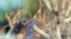 Plants macro twigs blurred