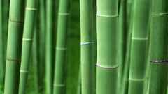 Plants nature bamboo