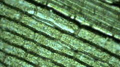 Plants nature biology microscopic Green