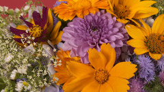 Plants nature Flowers