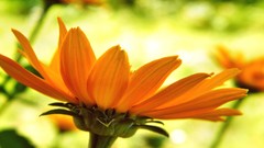 Plants nature Flowers