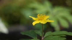 Plants nature Flowers