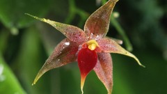 Plants nature Flowers