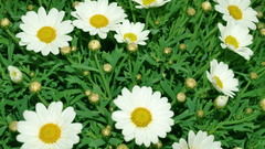 Plants nature Flowers Daisy