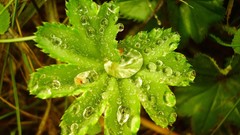 Plants nature Flowers Earth