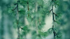Plants nature Green macro blurred