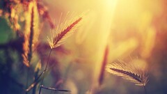 Plants nature sunlight grass spikelets macro outdoors