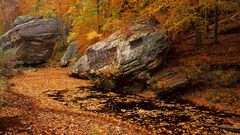 Plants nature Trees autumn