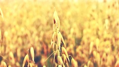 Plants outdoors wheat