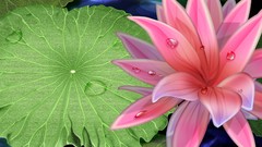 Plants paintings Water Lilies multicolor lily pads