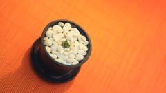 Plants pebbles Culture