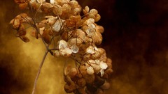 Plants physalis brown background