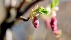 Plants pink flowers blossoms depth of field