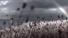 Plants rainbows depth of field