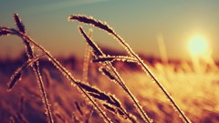 Plants reeds sunlight blurred background