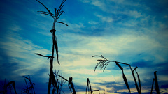 Plants silhouettes skyscapes