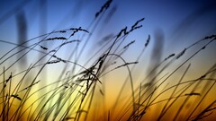 Plants sky sunlight nature