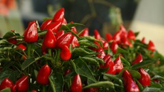 Plants Sony peppers deviantart