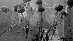 Plants spider webs grayscale