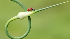 Plants Spot insects Seven garlic ladybirds